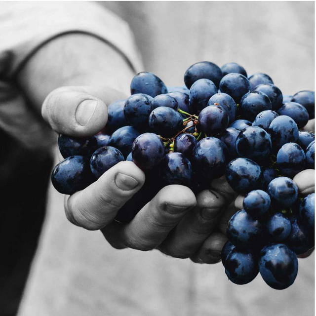 wine making grape harvesting art 